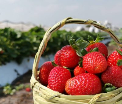 Festival da inicio a la Feria de las Fresas en Irapuato