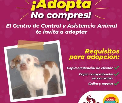 Promueven crianza responsable de mascotas con segundo «Adogtón»