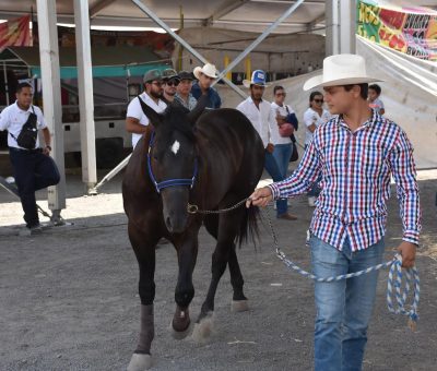 Presentan exposición de razas de caballos y caballos bailadores