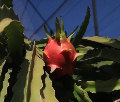 Impulsa la SDAyR fruticultura con inversión de $28 MDP