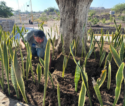 Mejora en las áreas verdes y acciones de reforestación en Cortazar