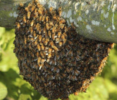 Piden a la ciudadanía reportar presencia de panales de abejas