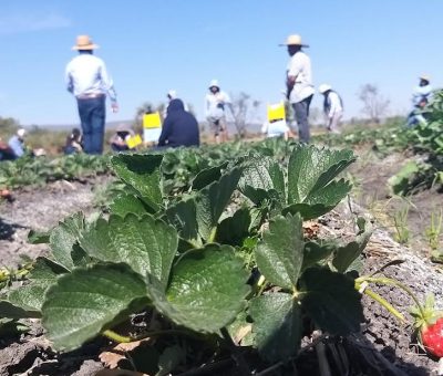 Se mantiene bajo control pestalotia en fresa: Secretaría del Campo